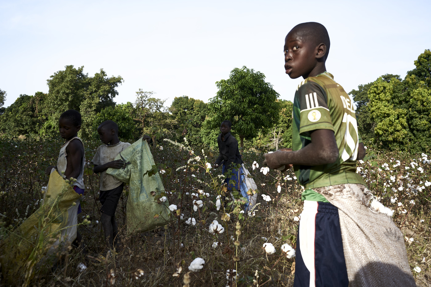 You are currently viewing Les acteurs du marché du coton au Mali crient au danger