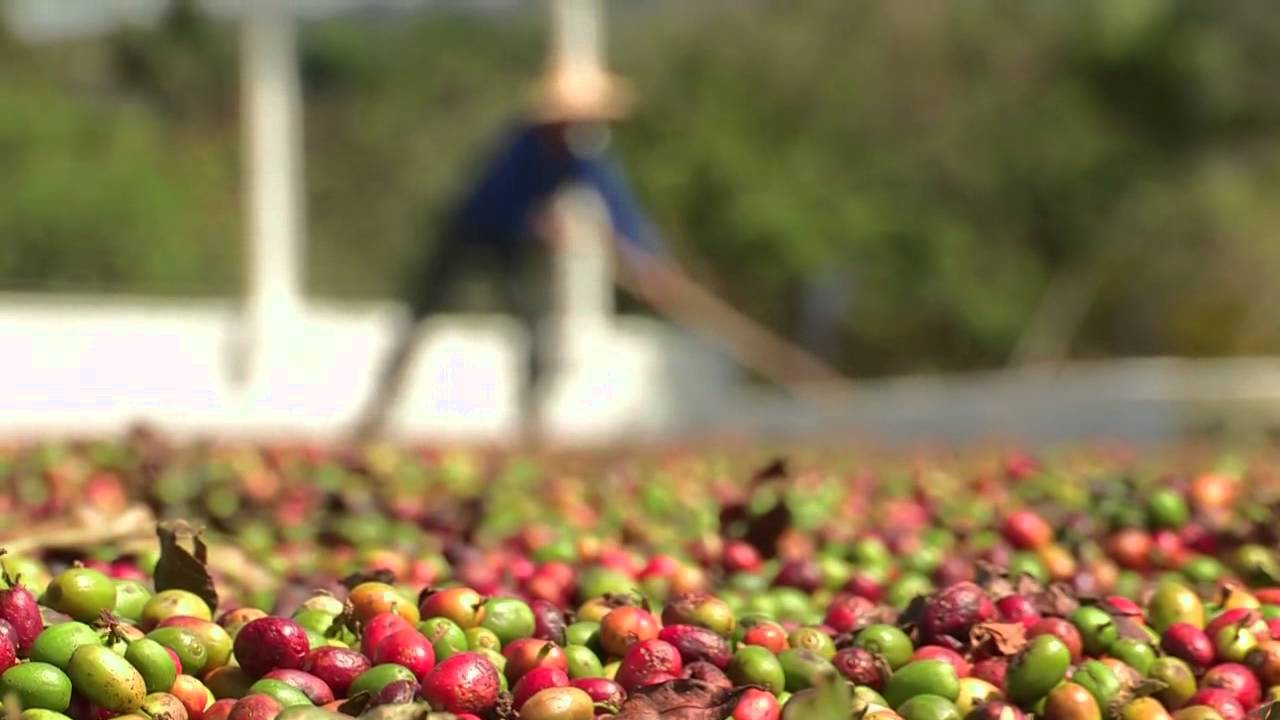 Lire la suite à propos de l’article Pourquoi les cartels ne font pas recette sur les marchés agricoles ? Cas du café