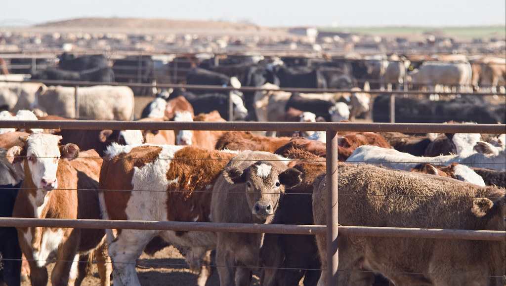 You are currently viewing Fermeture des marchés de bétail en Algérie : l’alternative d’approvisionnement du marché en viandes est déterminée