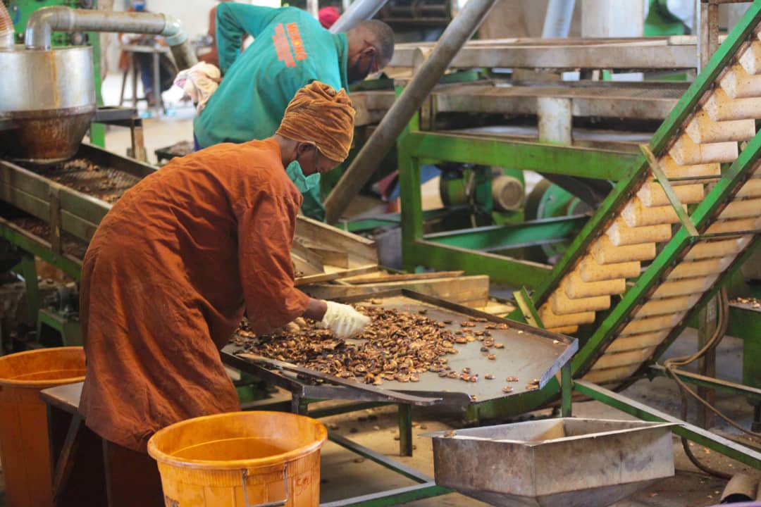 Lire la suite à propos de l’article Une usine de transformation de cajou de 10 ha bientôt opérationnelle en Côte d’Ivoire