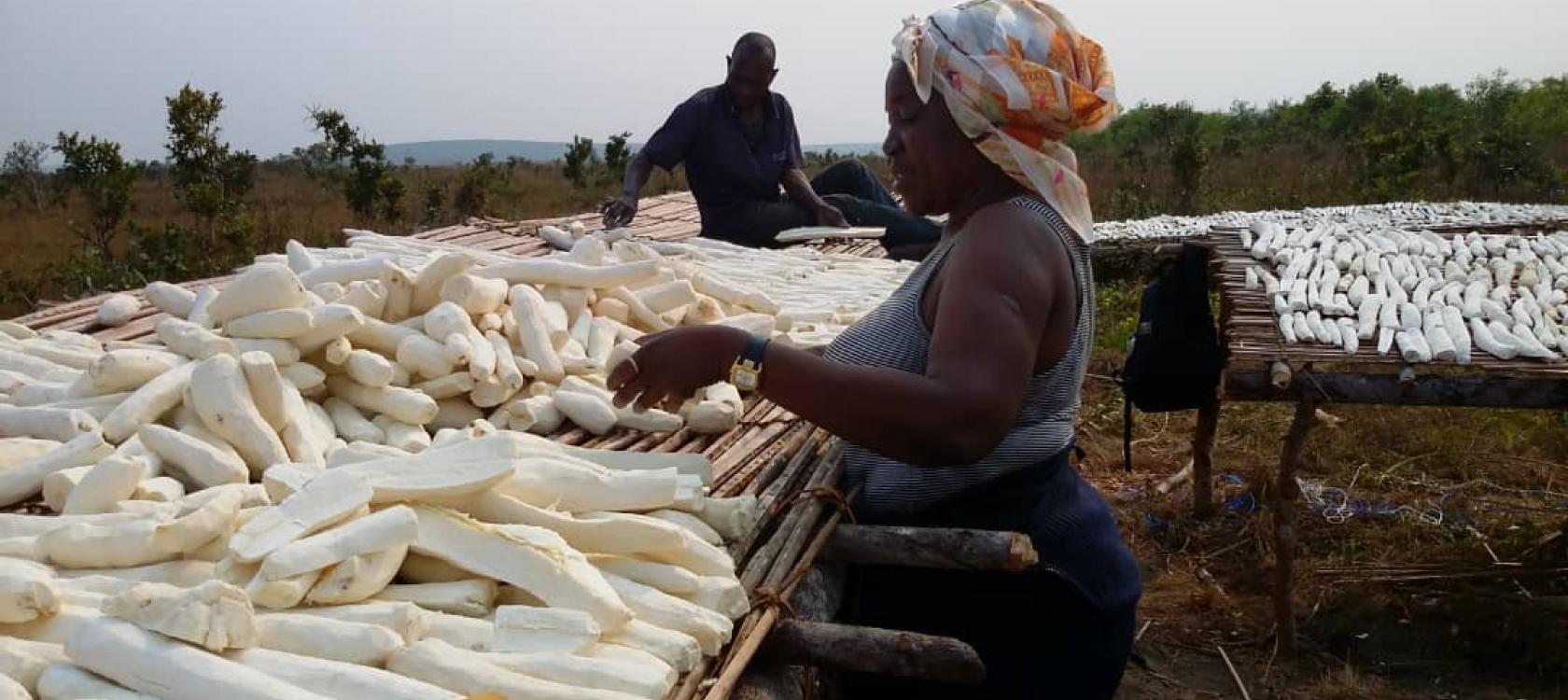 Lire la suite à propos de l’article Marché du manioc : un acteur majeur s’intéresse au développement de la filière en RDC
