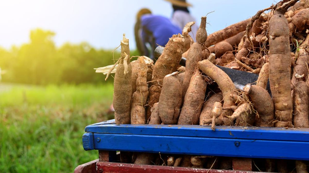 Lire la suite à propos de l’article Marché des tubercules : un plan quinquennal à 2,34 milliards FCFA pour la filière au Togo