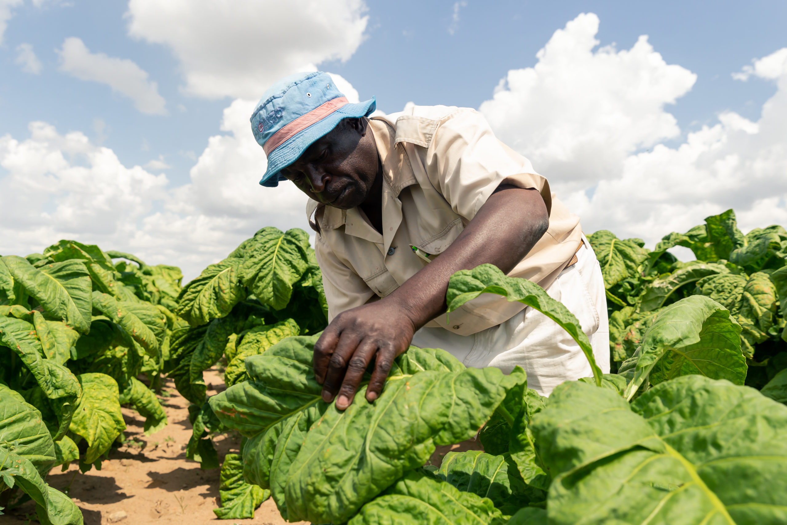 Lire la suite à propos de l’article Marché du tabac : la Tanzanie décroche la médaille d’argent pour la saison 2022/2023