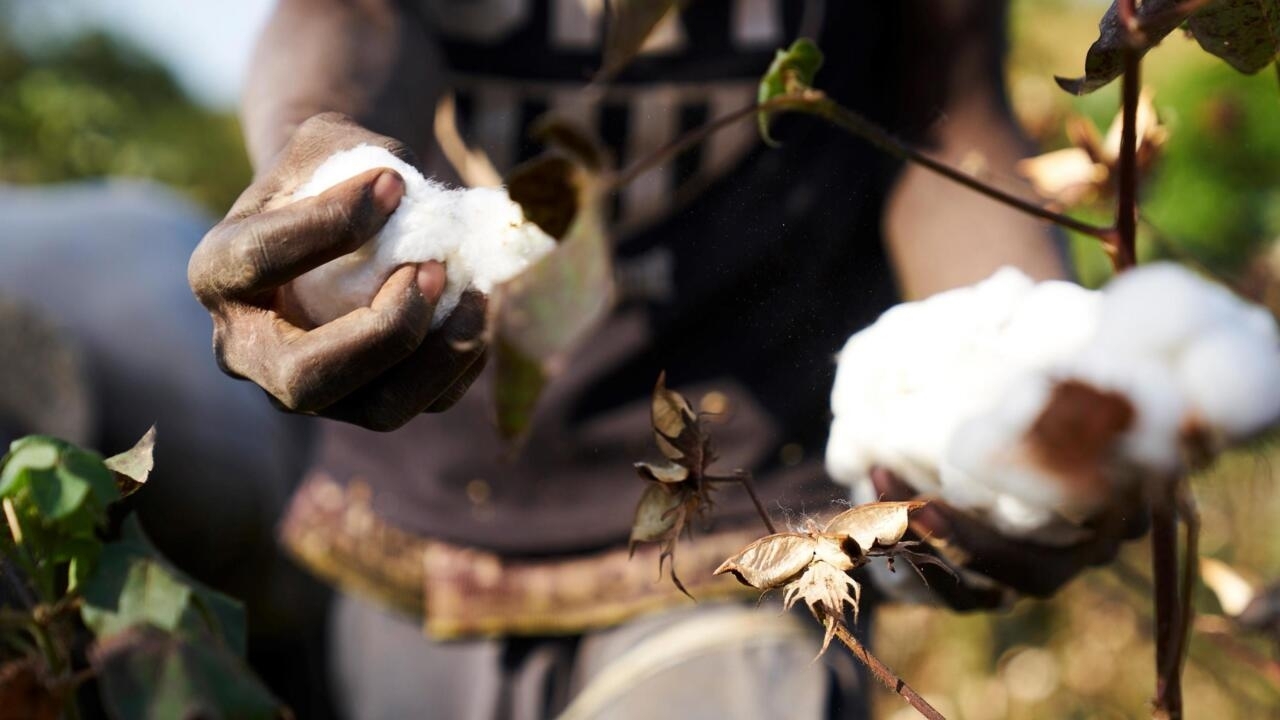 Lire la suite à propos de l’article Marché du coton : le Mali devient le premier producteur africain
