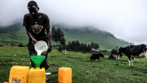 Marché du lait : nouveau souffle pour le secteur laitier avec un projet de 100 millions $ au Rwanda