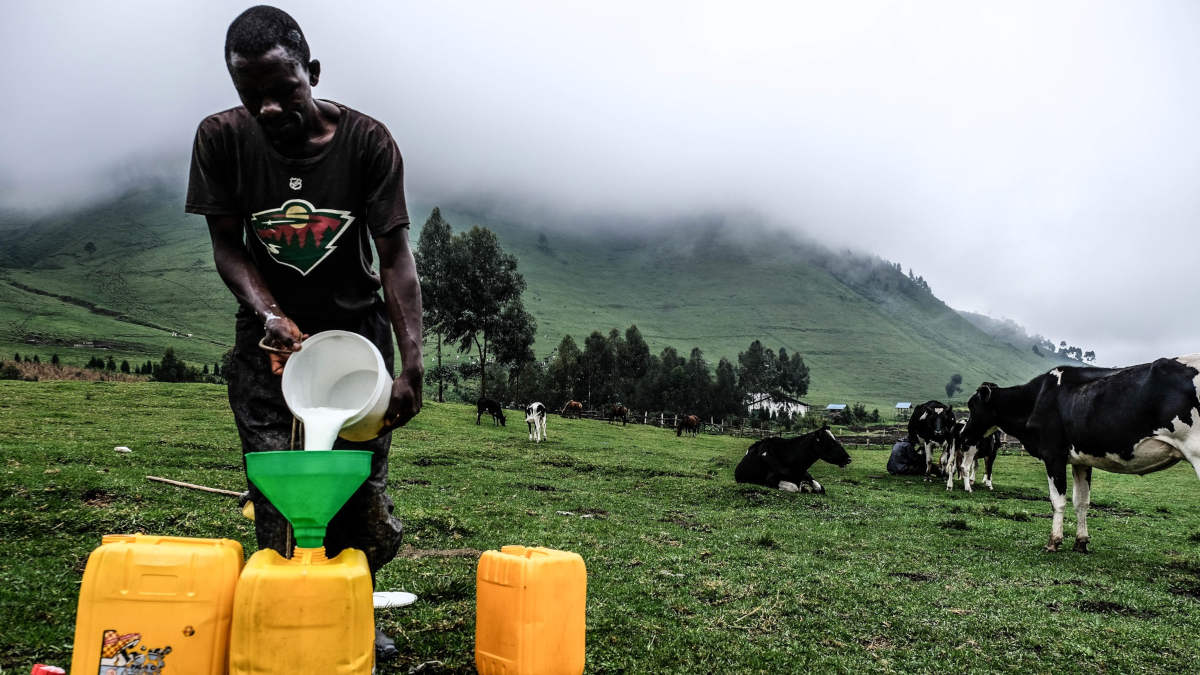 Lire la suite à propos de l’article Marché du lait : nouveau souffle pour le secteur laitier avec un projet de 100 millions $ au Rwanda