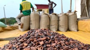 Marché du cacao : le prix aux producteurs bat un nouveau record au Cameroun