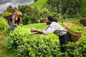 Marché du thé : le prix du kilogramme a atteint son plus haut niveau en 30 ans au Kenya