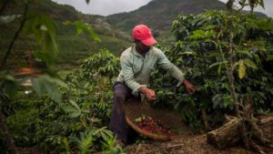 Marché africain : la production du café affiche du rouge en 2022/2023
