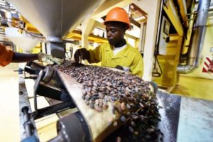 Marché du cacao : le Cameroun affiche des exportations de plus de 6 milliards de FCFA en 2022