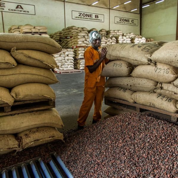 Marché du cacao : le Ghana retarde la livraison de 350 000 tonnes du produit en 2024/25
