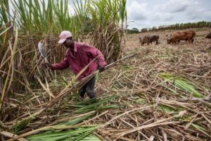 Marché de la canne à sucre : la filière au cœur des attentions au Kenya