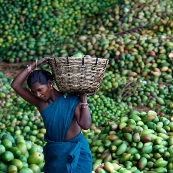 Marché de la mangue : les exportations du fruit sénégalais en baisse vers l’Europe