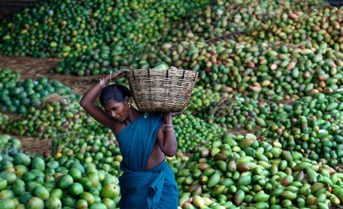 You are currently viewing Marché de la mangue : les exportations du fruit sénégalais en baisse vers l’Europe