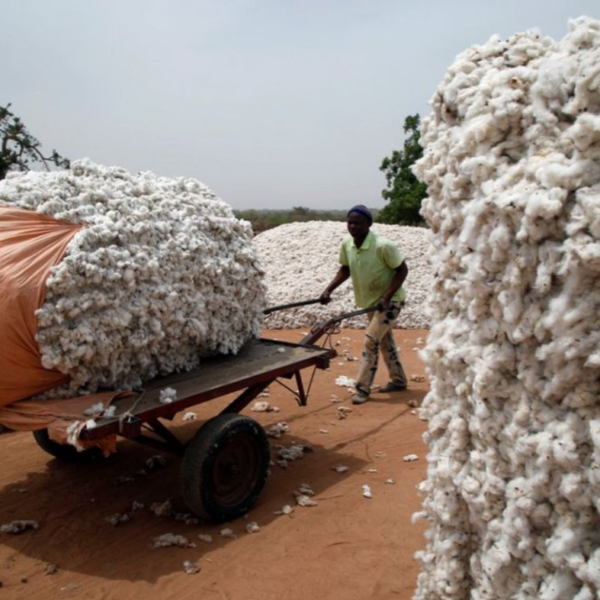 Marché du coton : le Burkina Faso fixe les conditions de la campagne 2024/25