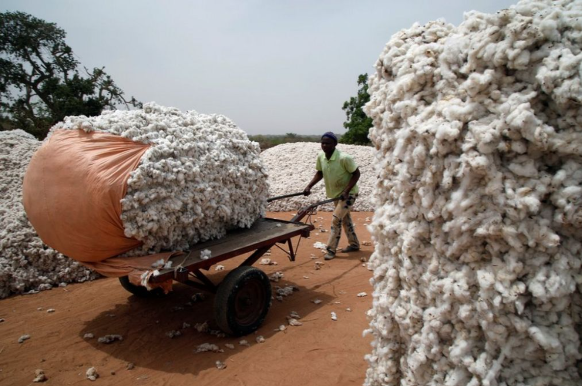 You are currently viewing Marché du coton : le Burkina Faso fixe les conditions de la campagne 2024/25