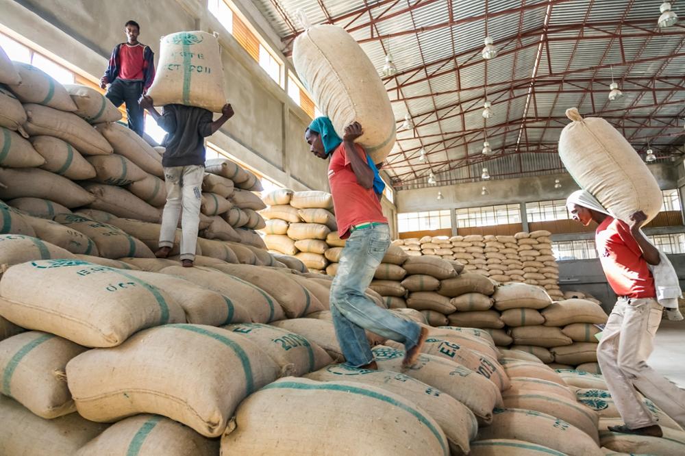 Lire la suite à propos de l’article Marché du café : les exportations éthiopiennes dépassent les objectifs de mai 2023
